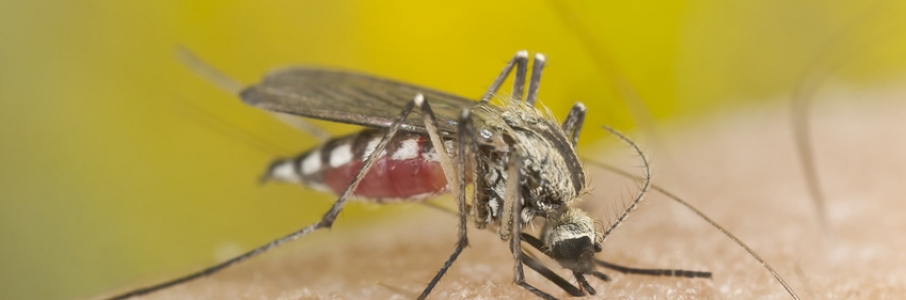 Le virus Zika touche les départements français d'Amérique