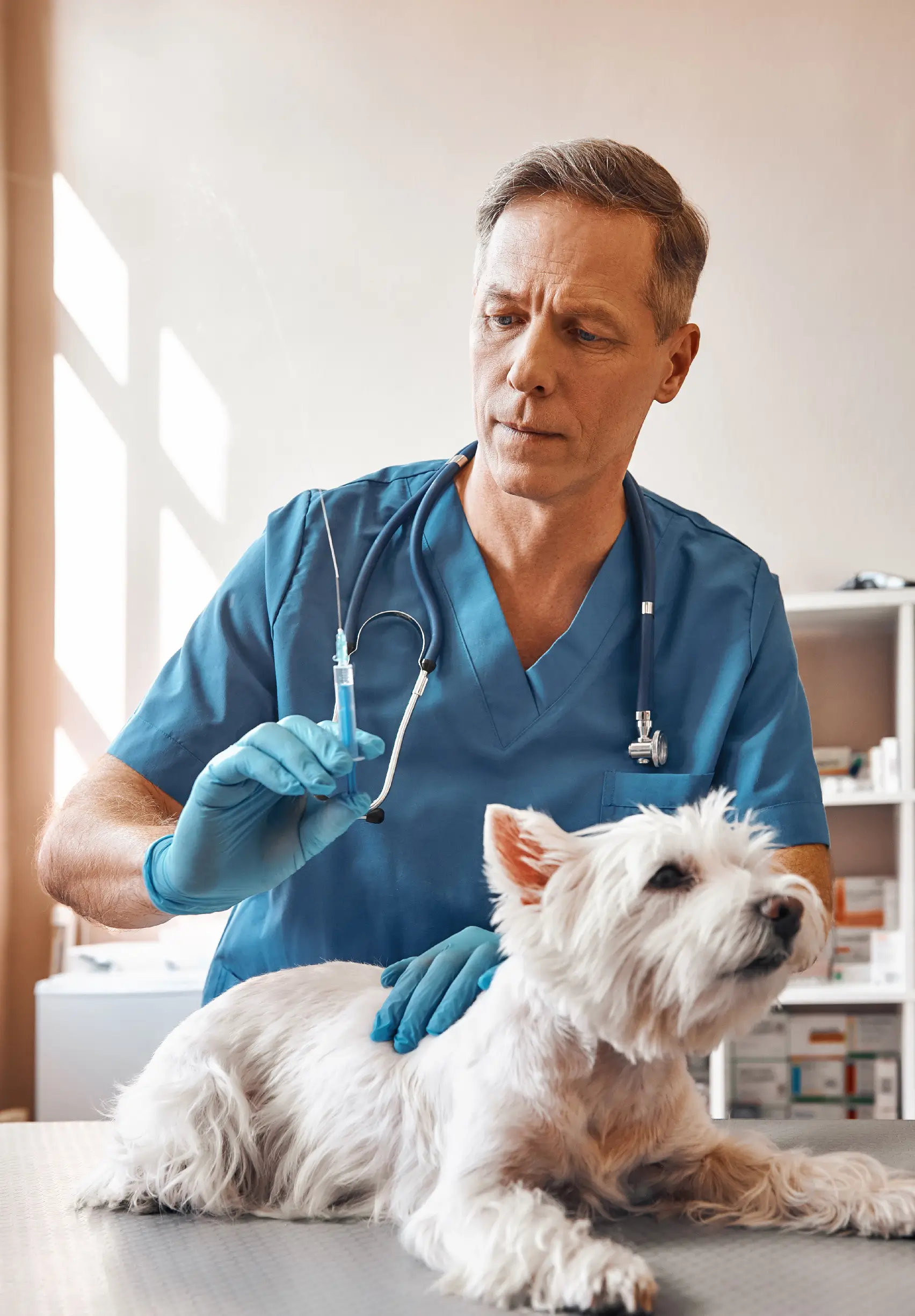 Vétérinaire soignant un chien dans un cabinet de soins